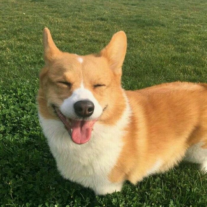 Tổng hợp 987+ ảnh meme chó Shiba cười bựa hài hước 1 Ảnh chó Shiba meme cười