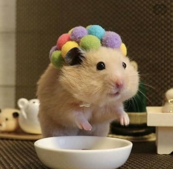 Bộ sưu tập 99+ Hamster meme siêu hài hước, cực đáng yêu 2 Ảnh chuột hamster cute meme