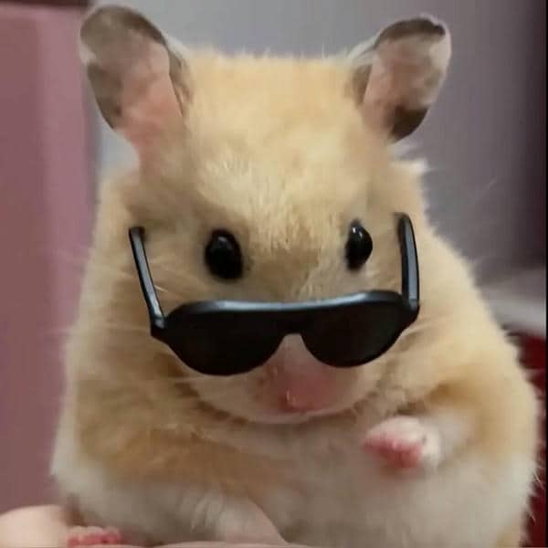 Bộ sưu tập 99+ Hamster meme siêu hài hước, cực đáng yêu 3 Ảnh chuột hamster meme chế
