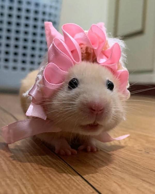 Bộ sưu tập 99+ Hamster meme siêu hài hước, cực đáng yêu 4 Ảnh chuột hamster meme