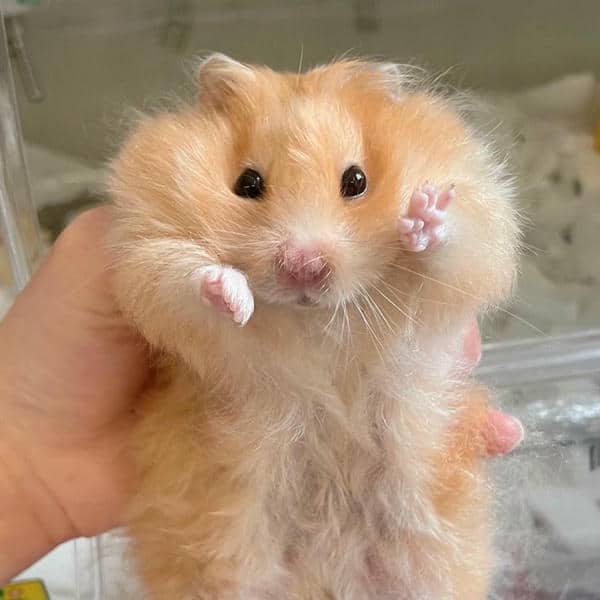 Bộ sưu tập 99+ Hamster meme siêu hài hước, cực đáng yêu 1 Ảnh con chuột hamster meme