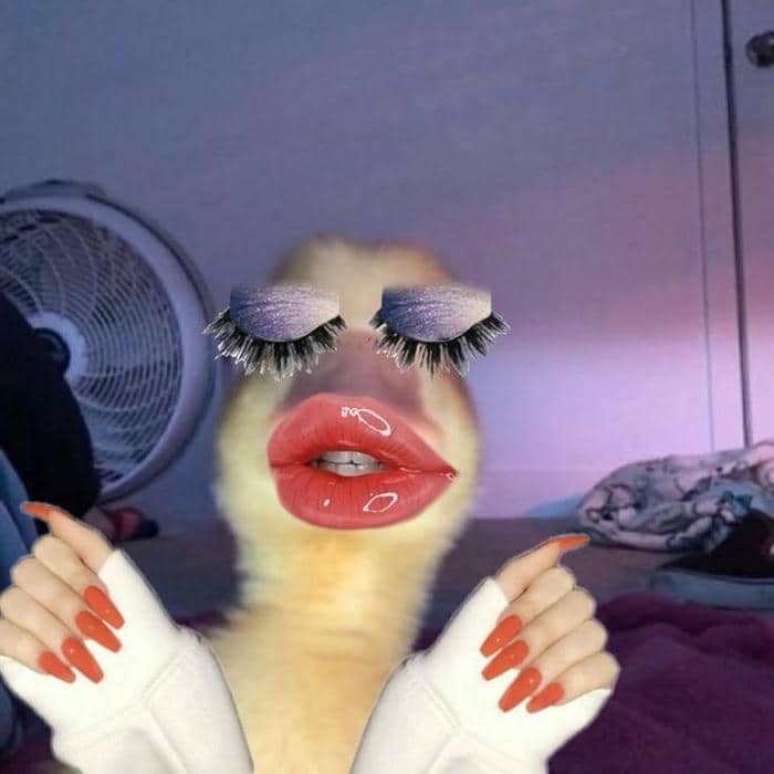 Bộ sưu tập 98+ ảnh vịt meme siêu bựa, hài hước 1 Ảnh con vịt meme