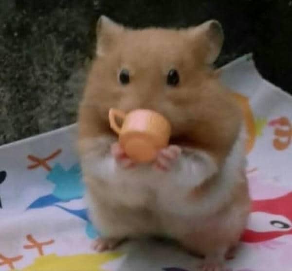 Bộ sưu tập 99+ Hamster meme siêu hài hước, cực đáng yêu 5 Ảnh hamster meme
