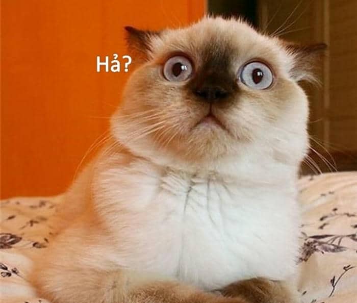 Tải miễn phí 500+ hình ảnh meme bất ngờ siêu bẩn bựa 3 Ảnh meme bất ngờ