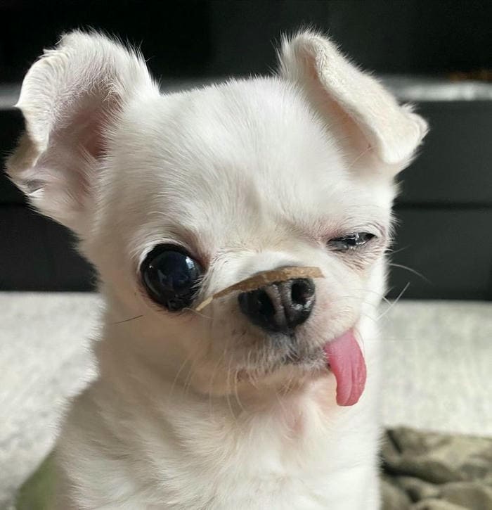 Tổng hợp 987+ ảnh meme chó Shiba cười bựa hài hước 9 Ảnh meme chó Chihuahua nháy mắt siêu đáng yêu
