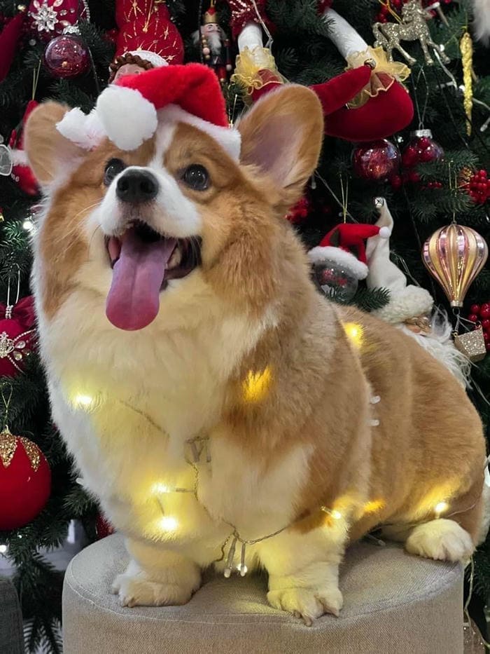 Ảnh meme chó Shiba cute