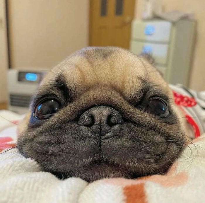Tổng hợp 987+ ảnh meme chó Shiba cười bựa hài hước 2 Ảnh meme chó bựa