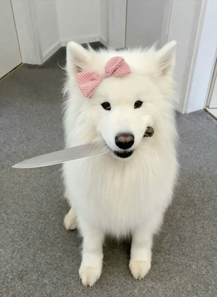 Tổng hợp 987+ ảnh meme chó Shiba cười bựa hài hước 4 Ảnh meme chó cầm dao