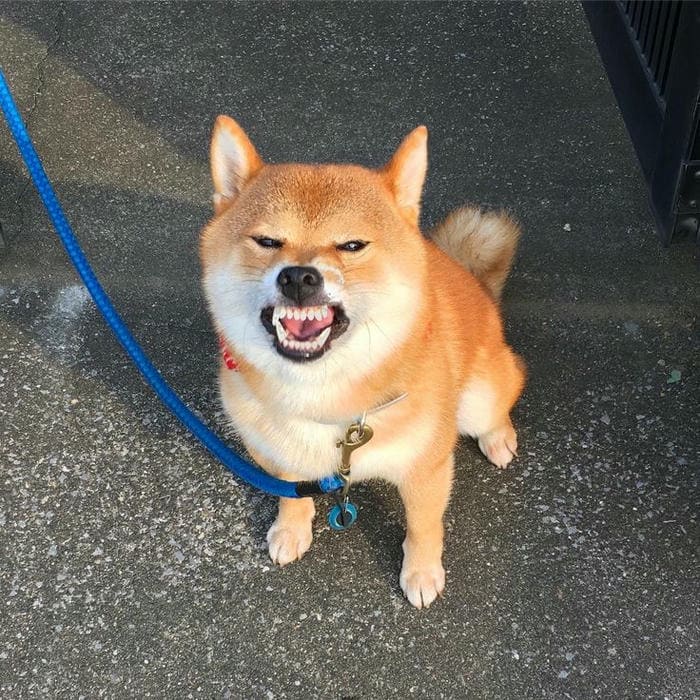 Tổng hợp 987+ ảnh meme chó Shiba cười bựa hài hước 3 Ảnh meme chó cắn