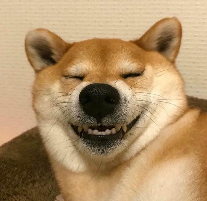 Tổng hợp 987+ ảnh meme chó Shiba cười bựa hài hước 6 Ảnh meme chó cười hở răng