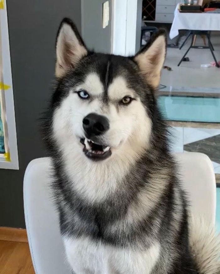 Tổng hợp 987+ ảnh meme chó Shiba cười bựa hài hước 7 Ảnh meme chó cười nhếch mép