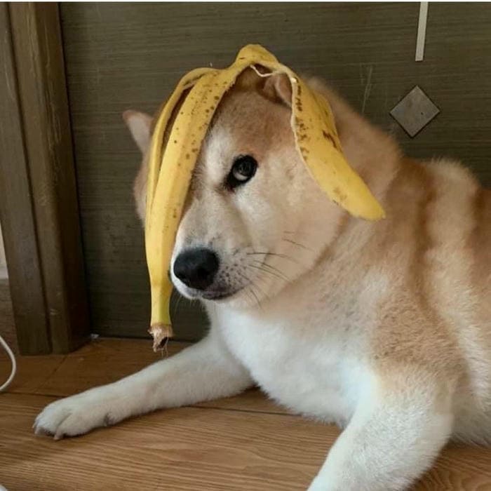 Tổng hợp 987+ ảnh meme chó Shiba cười bựa hài hước 10 Ảnh meme chó hài bựa