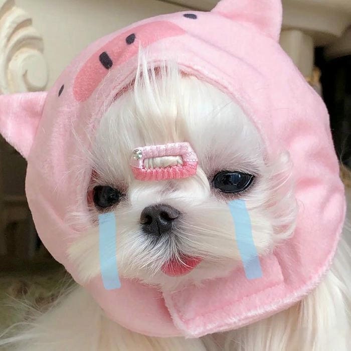 Tổng hợp 987+ ảnh meme chó Shiba cười bựa hài hước 11 Ảnh meme chó khóc cute