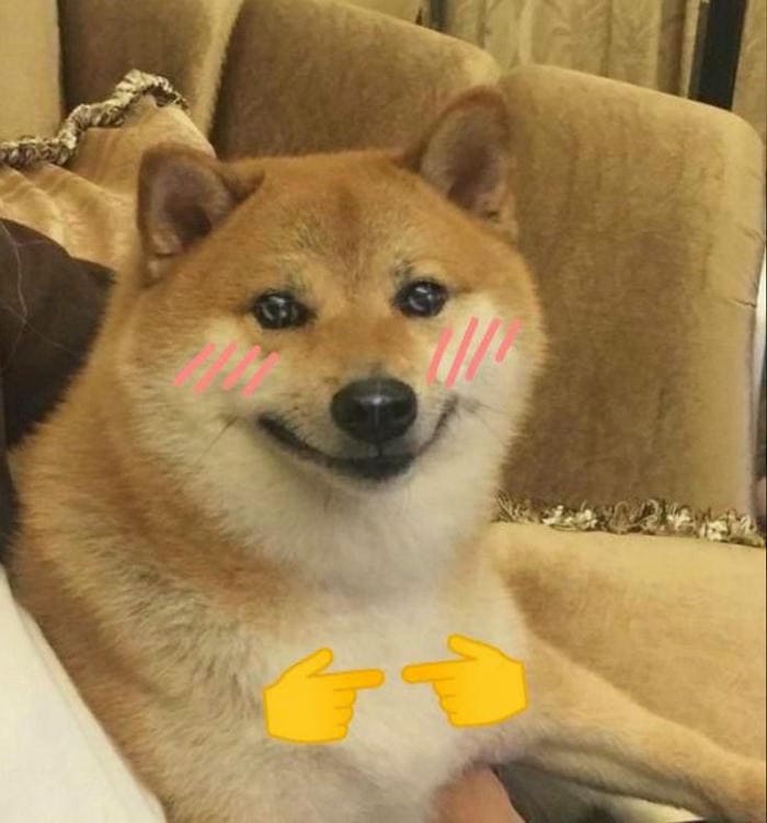 Ảnh meme chó ngại ngùng đáng yêu