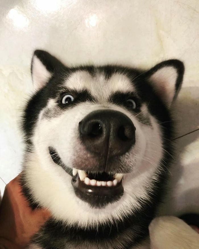 Tổng hợp 987+ ảnh meme chó Shiba cười bựa hài hước 15 Ảnh meme chó ngáo cười hở răng