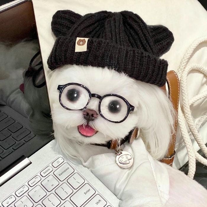 Tổng hợp 987+ ảnh meme chó Shiba cười bựa hài hước 18 Ảnh meme chó siêu cute