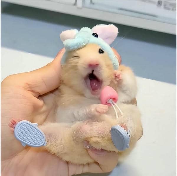 Bộ sưu tập 99+ Hamster meme siêu hài hước, cực đáng yêu 6 Ảnh meme chuột hamster hài hước