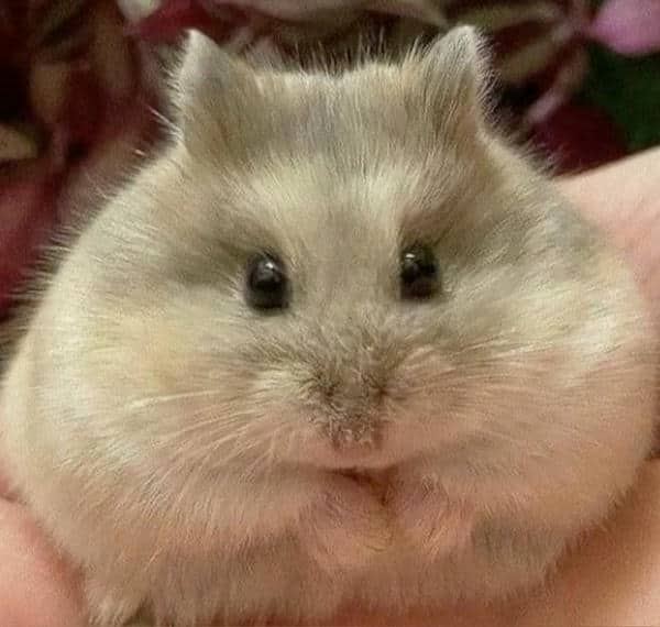 Bộ sưu tập 99+ Hamster meme siêu hài hước, cực đáng yêu 7 Ảnh meme chuột hamster