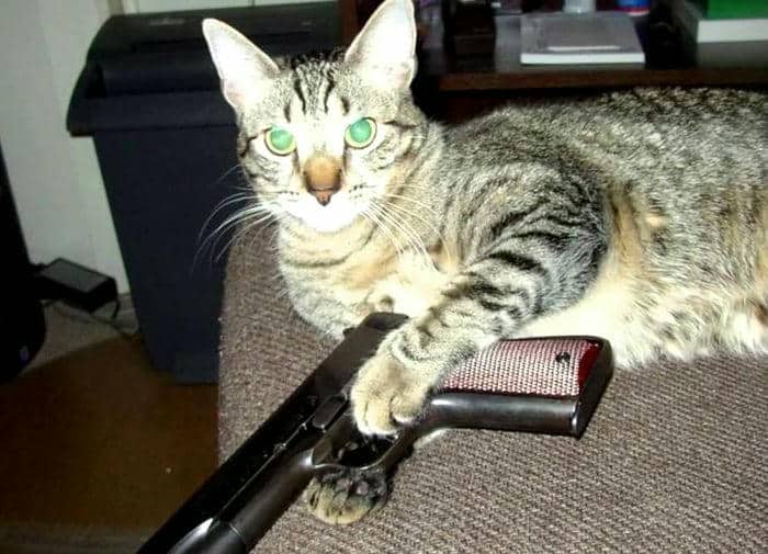 Tuyển tập 98+ hình ảnh meme cầm súng hài hước, đáng yêu 5 Ảnh meme con mèo cầm súng