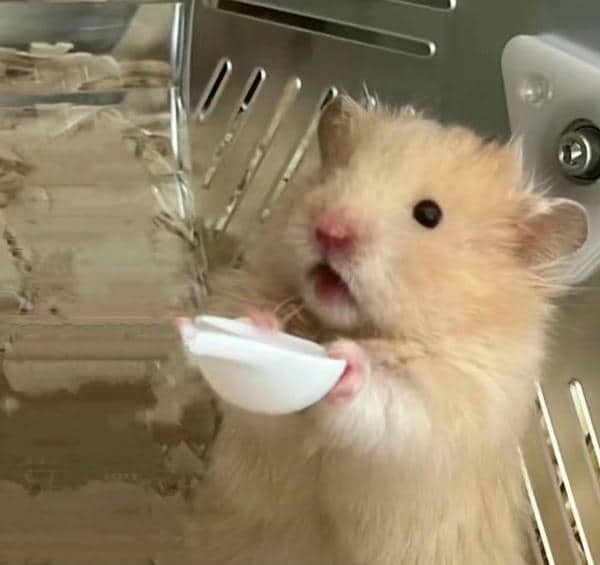 Bộ sưu tập 99+ Hamster meme siêu hài hước, cực đáng yêu 8 Ảnh meme hamster