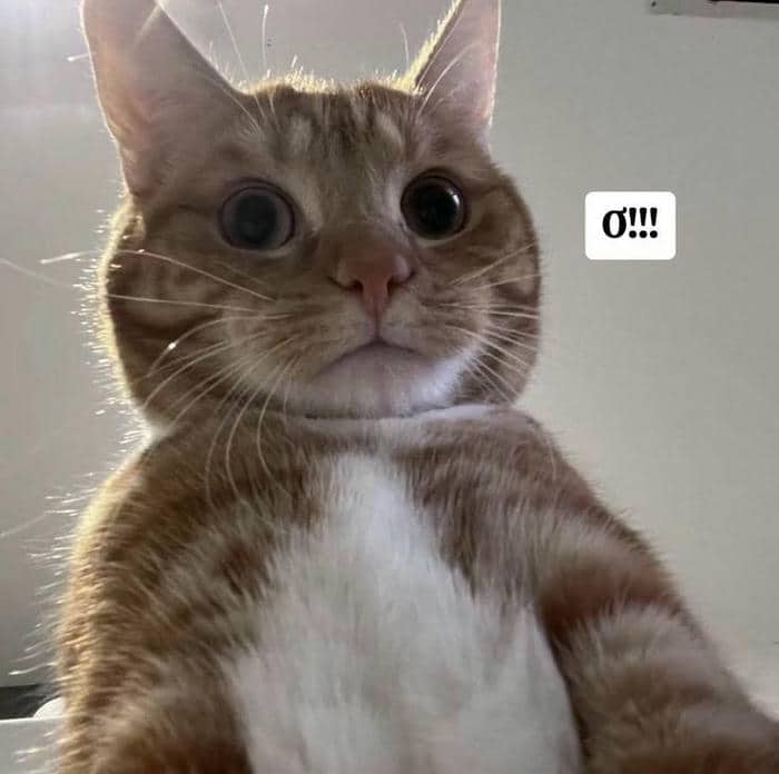 Tải miễn phí 500+ hình ảnh meme bất ngờ siêu bẩn bựa 5 Ảnh meme hình con mèo bất ngờ