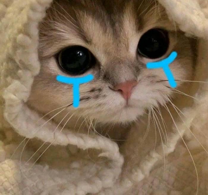 Ảnh meme hình mèo khóc