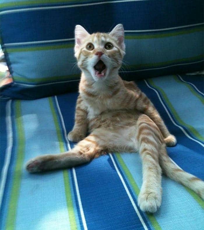 Tải miễn phí 500+ hình ảnh meme bất ngờ siêu bẩn bựa 6 Ảnh meme mèo bất ngờ cute