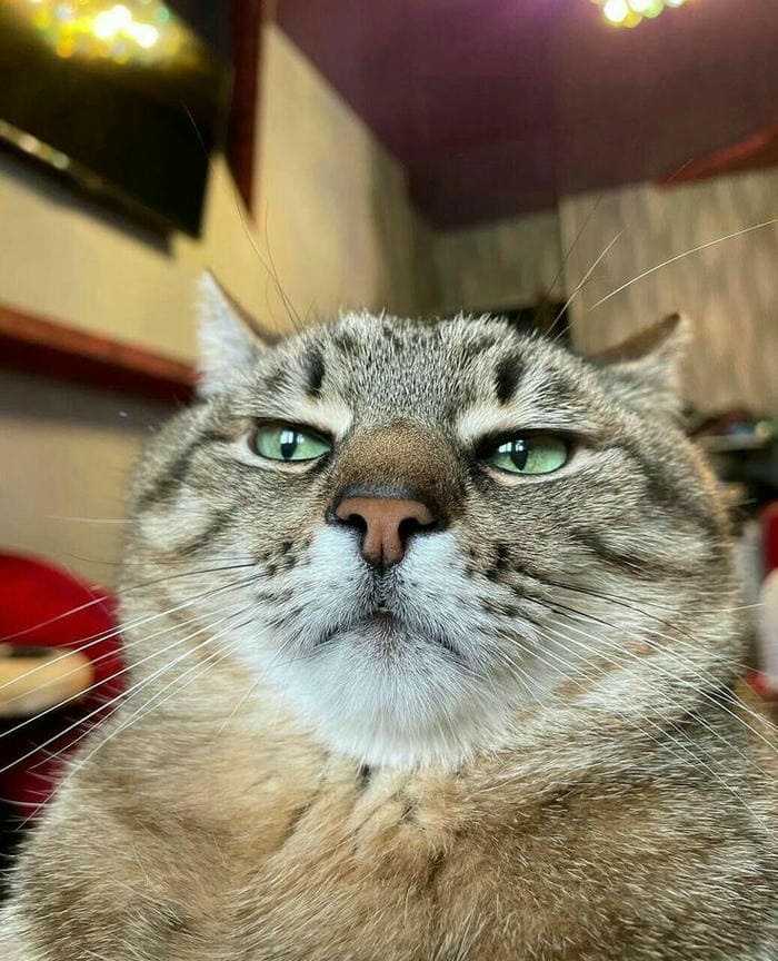 Tổng hợp 500 hình ảnh meme mèo cười bựa, tặng hoa cute 2 Ảnh meme mèo bựa cute