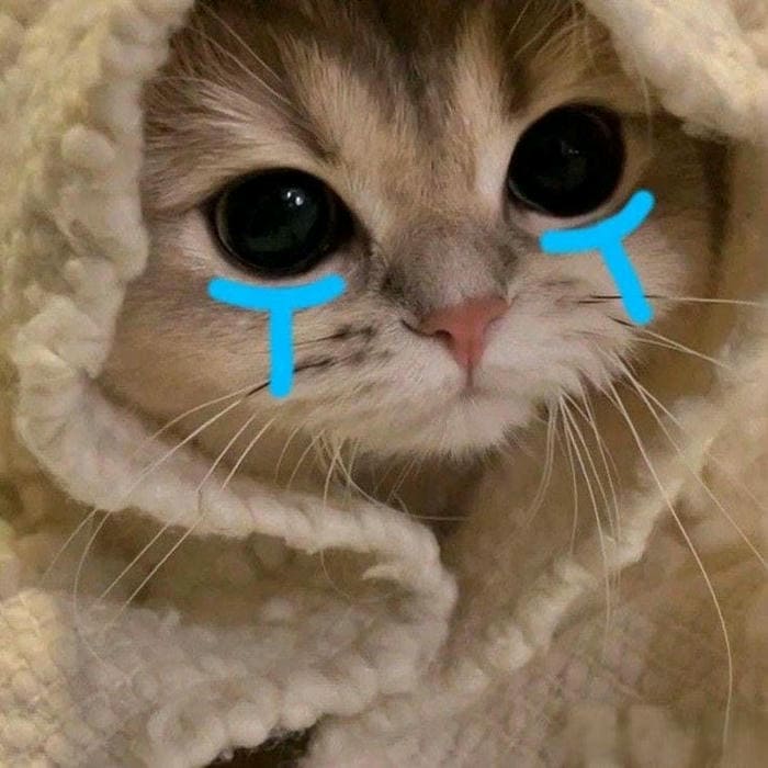 Tổng hợp 500 hình ảnh meme mèo cười bựa, tặng hoa cute 1 Ảnh meme mèo buồn đáng yêu