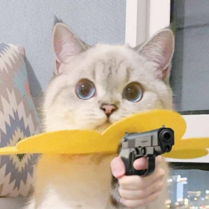 Tuyển tập 98+ hình ảnh meme cầm súng hài hước, đáng yêu 7 Ảnh meme mèo cầm súng
