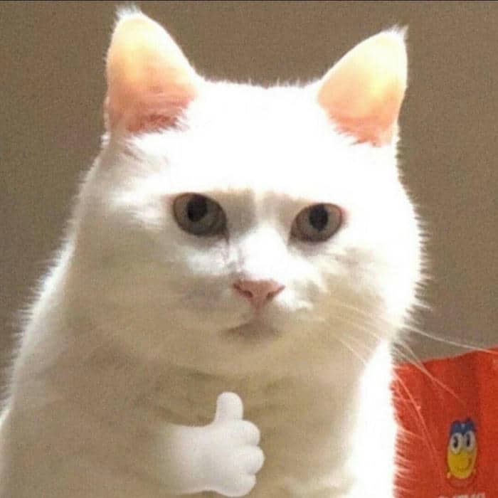 Tổng hợp 958+ mẫu meme cố lên siêu hài hước, thú vị 8 Ảnh meme mèo cố lên cute