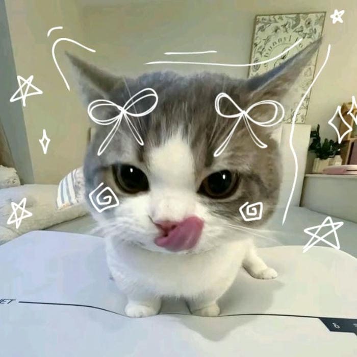 Tổng hợp 500 hình ảnh meme mèo cười bựa, tặng hoa cute 4 Ảnh meme mèo cute