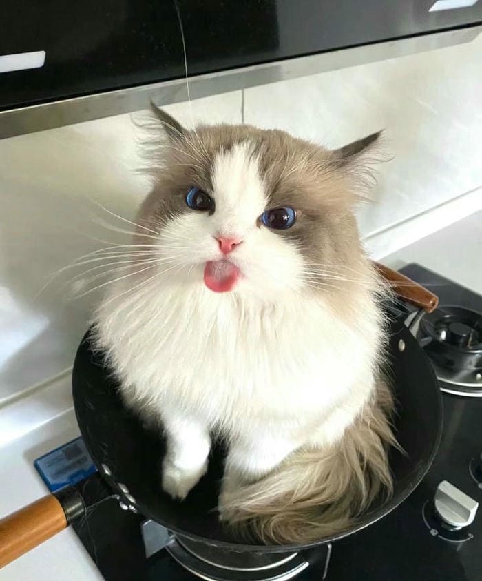 Tổng hợp 500 hình ảnh meme mèo cười bựa, tặng hoa cute 6 Ảnh meme mèo dễ thương