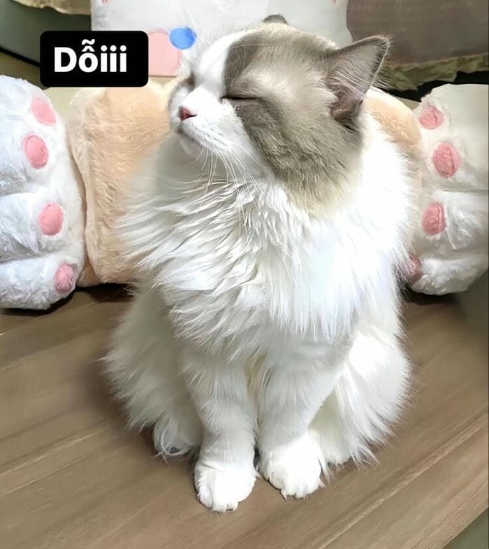 Tổng hợp 500 hình ảnh meme mèo cười bựa, tặng hoa cute 8 Ảnh meme mèo dỗi siêu đáng yêu