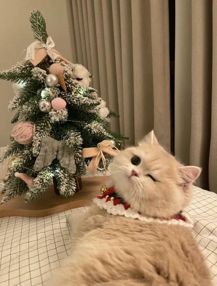 Tổng hợp 500 hình ảnh meme mèo cười bựa, tặng hoa cute 9 Ảnh meme mèo giáng sinh siêu đáng yêu