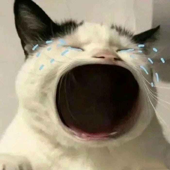 Tổng hợp 500 hình ảnh meme mèo cười bựa, tặng hoa cute 10 Ảnh meme mèo khóc