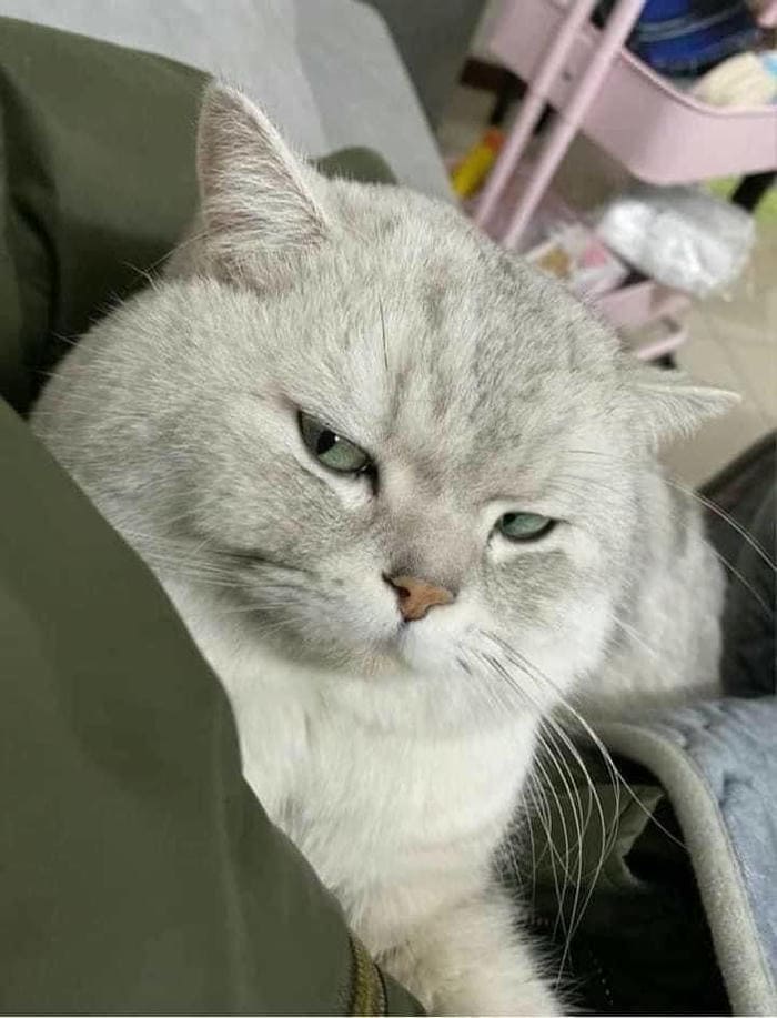 Tổng hợp 500 hình ảnh meme mèo cười bựa, tặng hoa cute 11 Ảnh meme mèo lườm