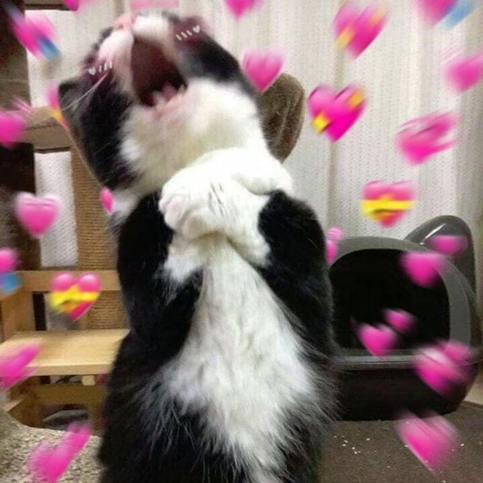Tổng hợp 500 hình ảnh meme mèo cười bựa, tặng hoa cute 14 Ảnh meme mèo ngại siêu đáng yêu