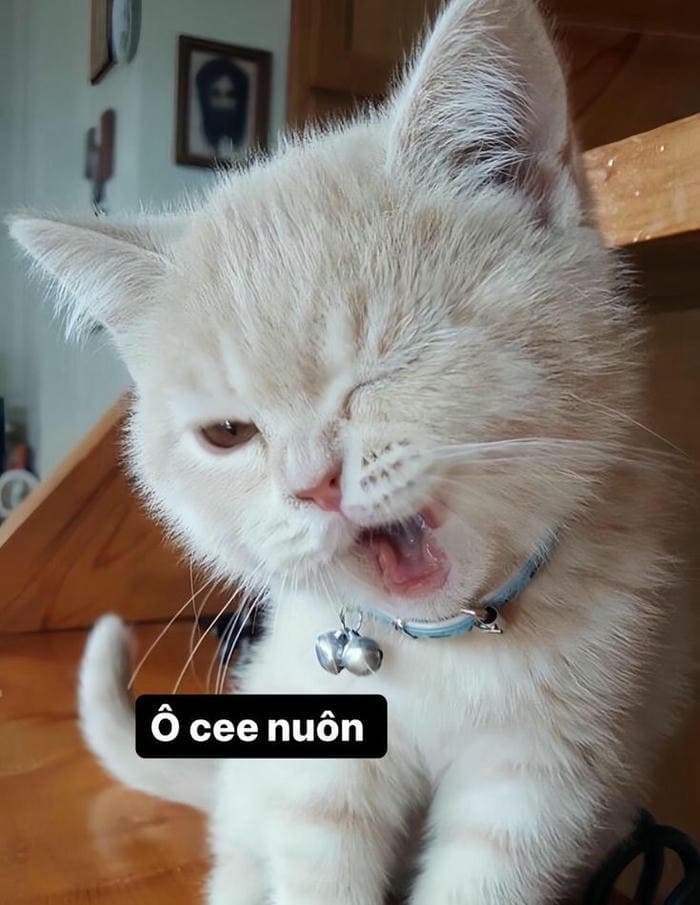 Tổng hợp 500 hình ảnh meme mèo cười bựa, tặng hoa cute 16 Ảnh meme mèo ok siêu cute
