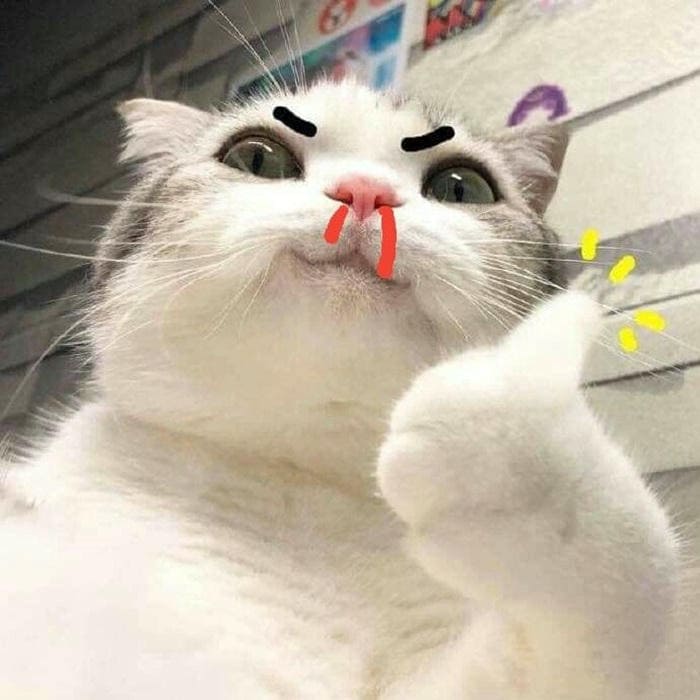 Tổng hợp 500 hình ảnh meme mèo cười bựa, tặng hoa cute 19 Ảnh meme mèo thả like siêu đáng yêu
