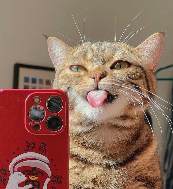 Tổng hợp 500 hình ảnh meme mèo cười bựa, tặng hoa cute 23 Ảnh mèo vô tri meme cute