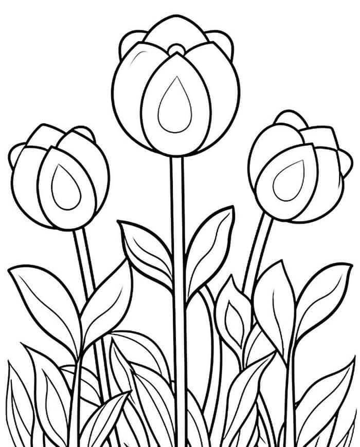 Ảnh tranh tô màu vườn hao tulip đơn gảin