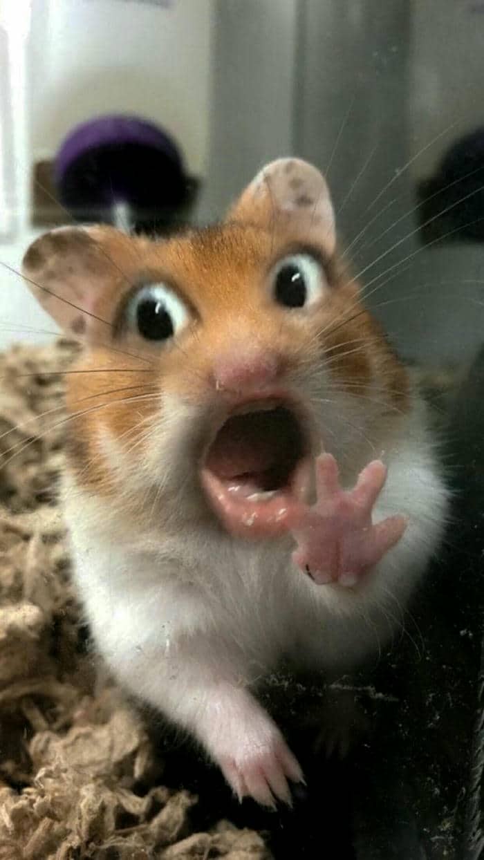 Tải miễn phí 500+ hình ảnh meme bất ngờ siêu bẩn bựa 8 Bất ngờ meme