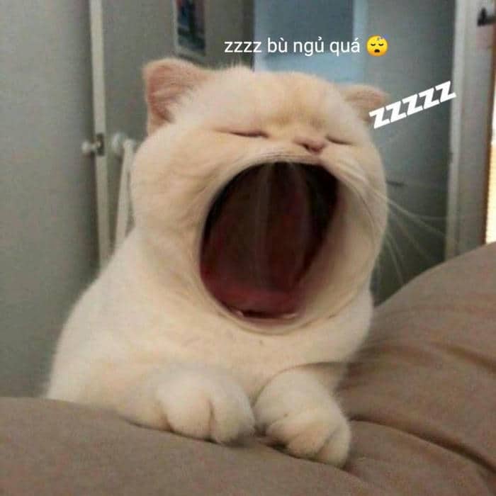 Buồn ngủ quá meme cute