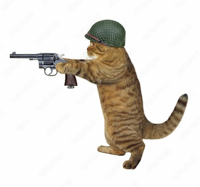 Tuyển tập 98+ hình ảnh meme cầm súng hài hước, đáng yêu 11 Cầm súng meme mèo cầm súng