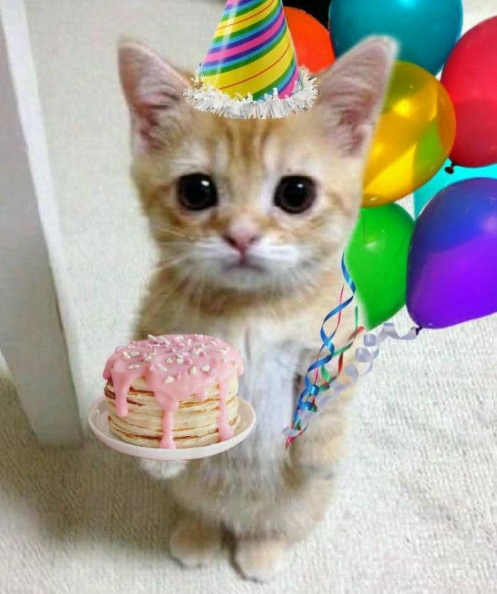 Gợi ý 989+ hình ảnh happy birthday meme siêu hài bựa 6 Cat happy birthday meme