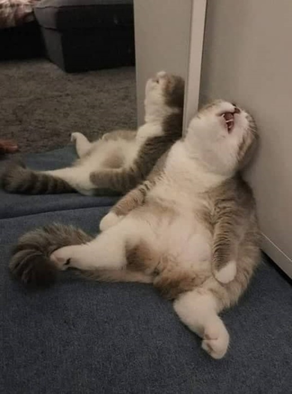 Gợi ý 898+ hình ảnh meme ngủ ngon cười ra nước mắt 7 Chúc ngủ ngon meme hài