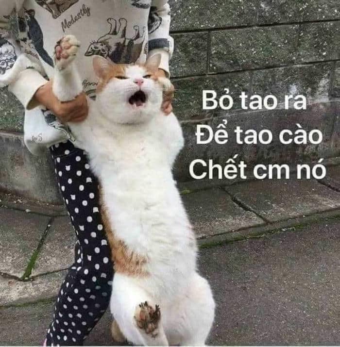 Chửi lộn meme chửi