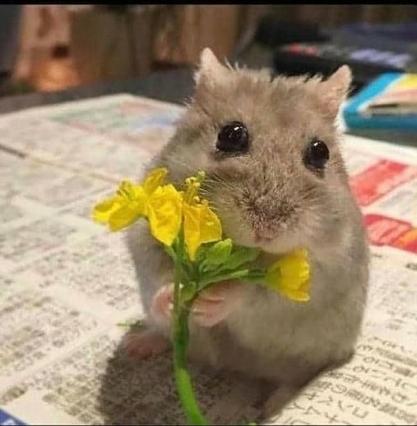 Bộ sưu tập 99+ Hamster meme siêu hài hước, cực đáng yêu 10 Cute hài hước meme chuột hamster cute