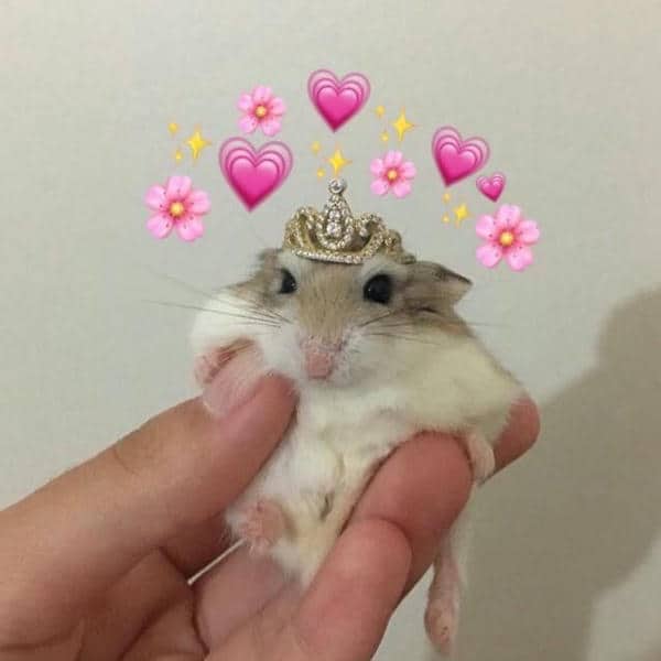 Bộ sưu tập 99+ Hamster meme siêu hài hước, cực đáng yêu 11 Cute hamster meme